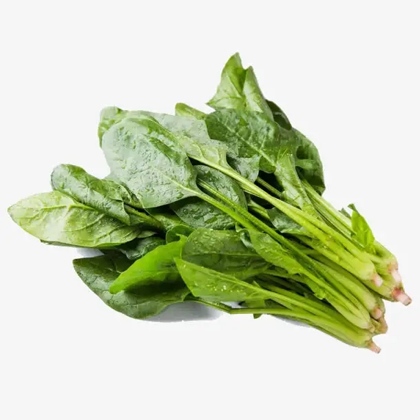 巩义菠菜